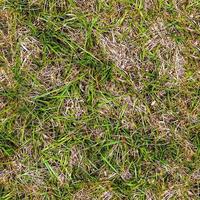 Photo realistic seamless grass texture in hires with more than 6 megapixel in size