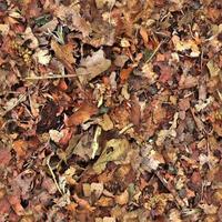 High resolution seamless texture of a forest ground with autumn leaves and nuts photo