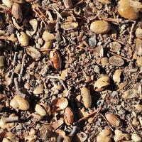 High resolution seamless texture of a forest ground with autumn leaves and nuts photo