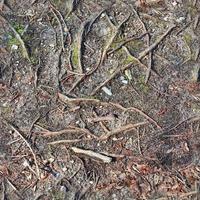 textura transparente de alta resolución de un terreno forestal con hojas de otoño y nueces foto