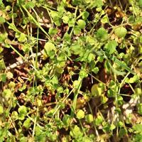High resolution seamless texture of a forest ground with autumn leaves and nuts photo