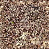 High resolution seamless texture of a forest ground with autumn leaves and nuts photo