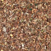 High resolution seamless texture of a forest ground with autumn leaves and nuts photo