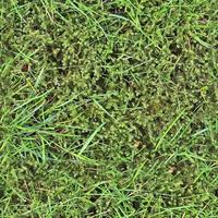 Photo realistic seamless grass texture in hires with more than 6 megapixel in size