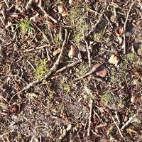 High resolution seamless texture of a forest ground with autumn leaves and nuts photo