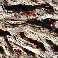 High resolution seamless texture of a forest ground with autumn leaves and nuts photo