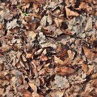 High resolution seamless texture of a forest ground with autumn leaves and nuts photo