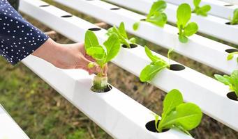 plantación hidropónica en el sistema de vegetales hidropónicos en granjas hidropónicas cos verdes creciendo en el jardín, plantas hidropónicas en agua sin suelo agricultura orgánica foto