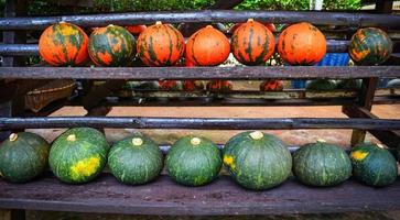 Fresh Orange and green pumpkin on wooden shelves from organic vegetable garden agriculture pumpkin farm photo