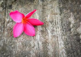 rosa o rojo frangipani flor plumeria planta tropical sobre fondo de madera foto