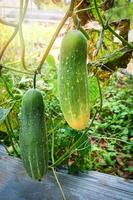 Fresh green cucumber growing on plant vine tree on organic vegetable garden farm wait for harvesting cucumber photo