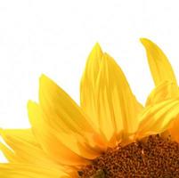 yellow sunflower isolated on white background photo