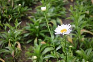 Photo of the beauty of white daisies in a flower garden in the Bedugul