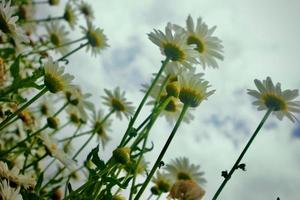 Photo of the beauty of white daisies in a flower garden in the Bedugul