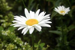 foto de la belleza de las margaritas blancas en un jardín de flores en el bedugul