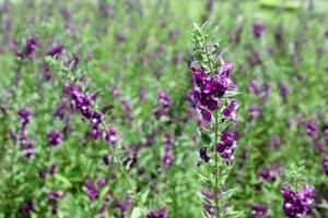 la belleza de la flor de lavanda púrpura en el jardín foto