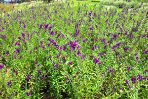 la belleza de la flor de lavanda púrpura en el jardín foto