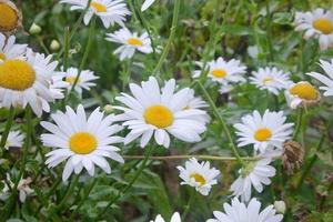 foto de la belleza de las margaritas blancas en un jardín de flores en el bedugul