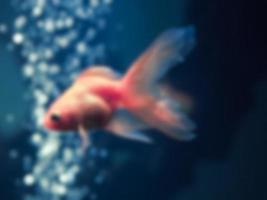 Blurred image of goldfish photo