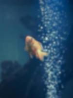 Blurred image of goldfish photo