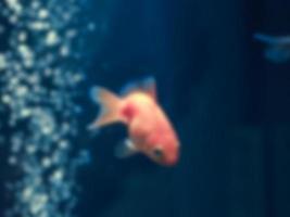 Blurred image of goldfish photo