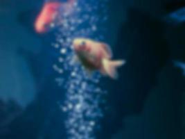 Blurred image of goldfish photo