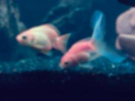 Blurred image of goldfish photo