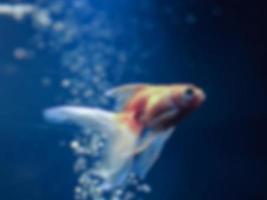 Blurred image of goldfish photo