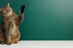 Adult straight-eared Scottish cat on the background of a green chalk board, photo