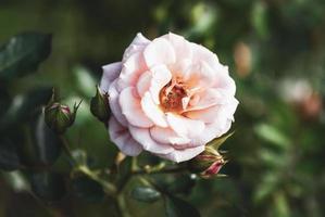 rosa rosa en el jardín de otoño, amigos ausentes floribunda rose by dickson, irlanda foto