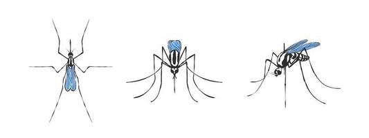 Mosquito top view side and front. Sketch style. Vector illustration