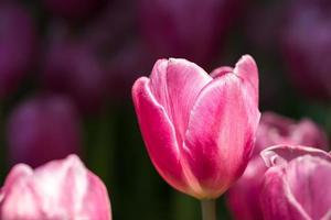 Pink tulips in the garden photo