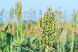 Sorghum in field agent blue sky photo