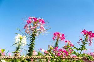 Pink and white spider flower agent blue sky photo
