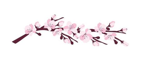 Cherry blossom. A branch with cherry blossoms isolated on a white background. Vector illustration