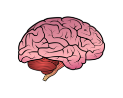 fundo transparente do ícone de desenho do cérebro png