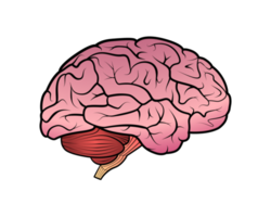 cerveau dessin icône fond transparent png