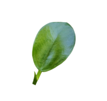 Ficus pumila dollar leaf plant isolated png