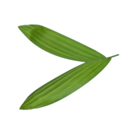 Palm leaf cut isolated for tropical theme png