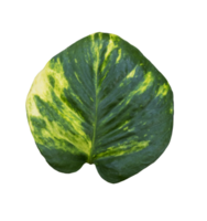 Leaves of yellow ivory betel for a tropical theme png