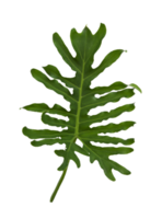 Thaumatophyllum bipinnatifidum-Blätter für ein tropisches Pflanzenthema png