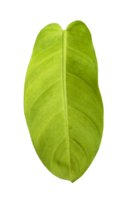 grünes Blatt isoliert für tropisches Thema png