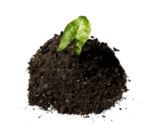 green plant in soil isolated png