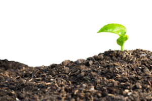 young plant growing from soil png