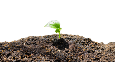 plant growing from soil png