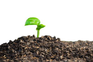 plant in soil isolated png