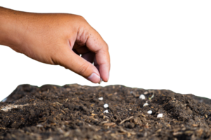 hand- zaaien zaden in de grond png