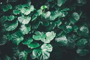 Dark green leaves tropical leaf group background concept of nature. photo