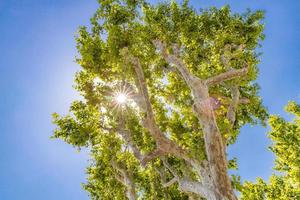 Maple trees in sunlight against blue sky. Natural view from above with lens flare, sun rays. Beautiful nature, tree, recreational spring summer view, park sunny day photo