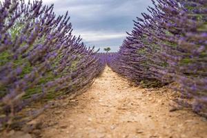 primer plano de arbustos de lavanda en la luz del atardecer. flores moradas de lavanda. Provenza región de Francia. arbustos de lavanda closeup puesta de sol. arbustos morados de lavanda en el jardín. primer plano verano naturaleza foto